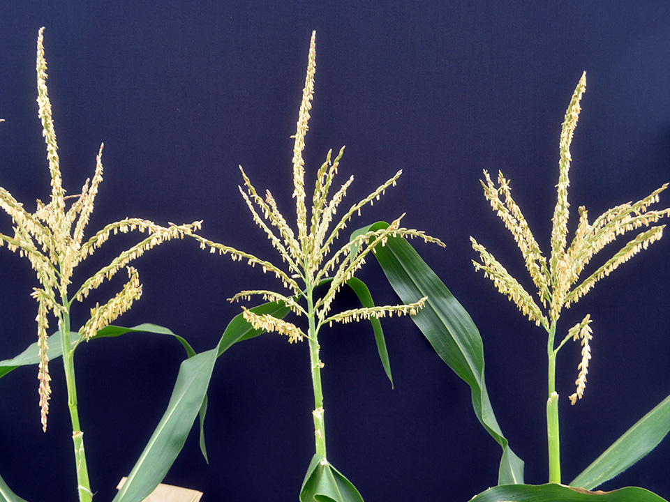 Request tropical haploid inducers CIMMYT DH